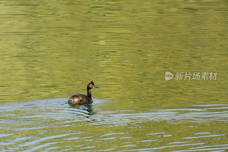 在Gunlock的ear Grebe